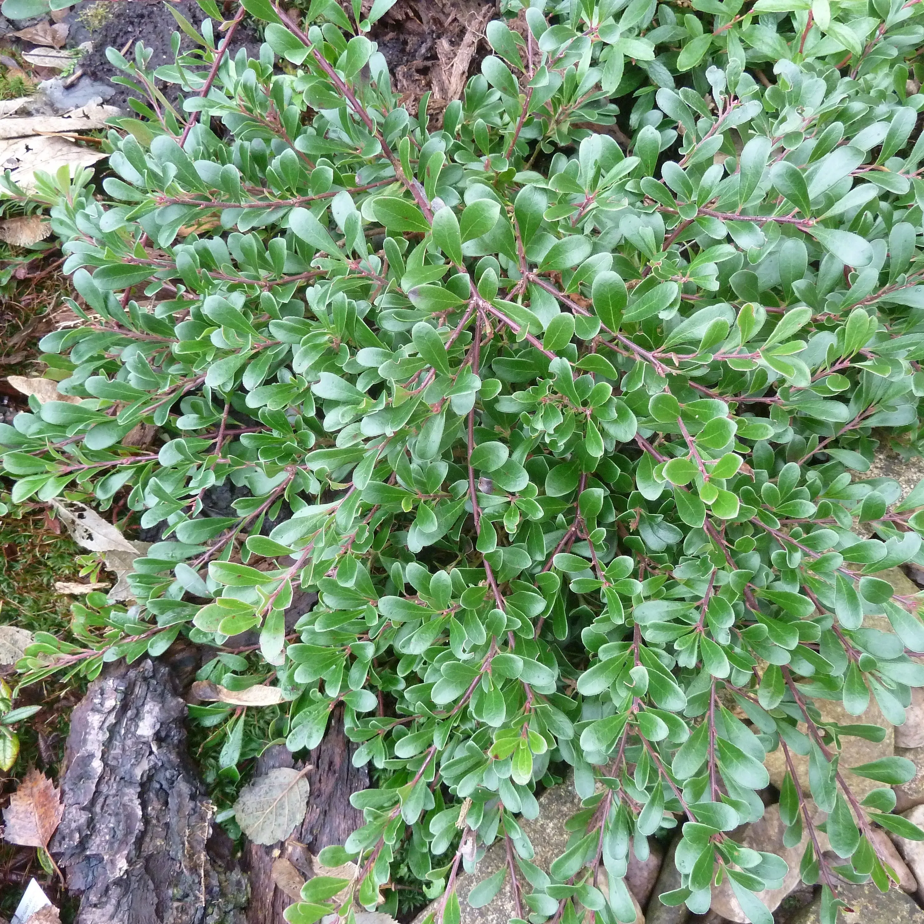 Arctostaphylos uva-ursi (Bearberry) Plants for Sale