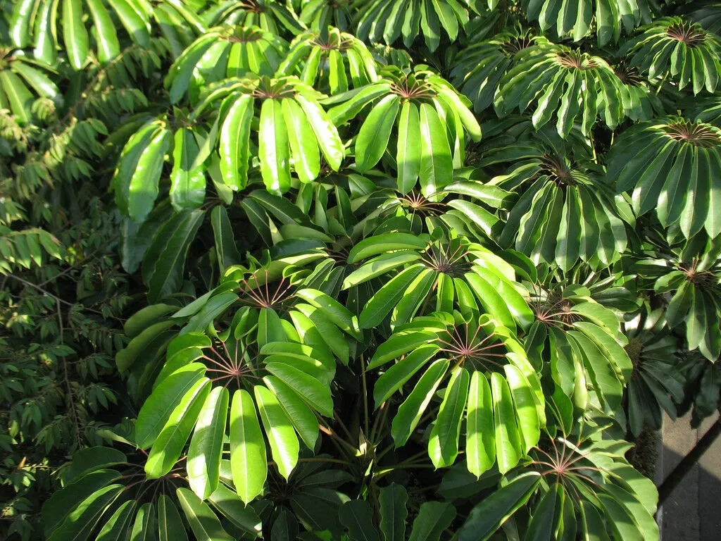 Octopus Tree 10 Umbrella Tree Schefflera actinophylla  USA Company