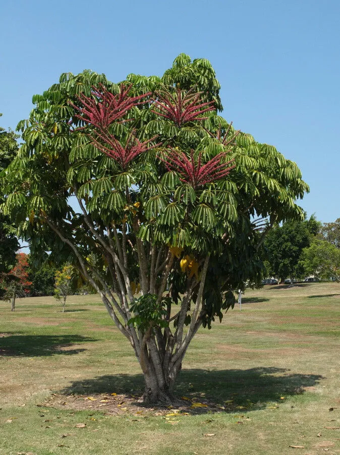 Octopus Tree 10 Umbrella Tree Schefflera actinophylla  USA Company