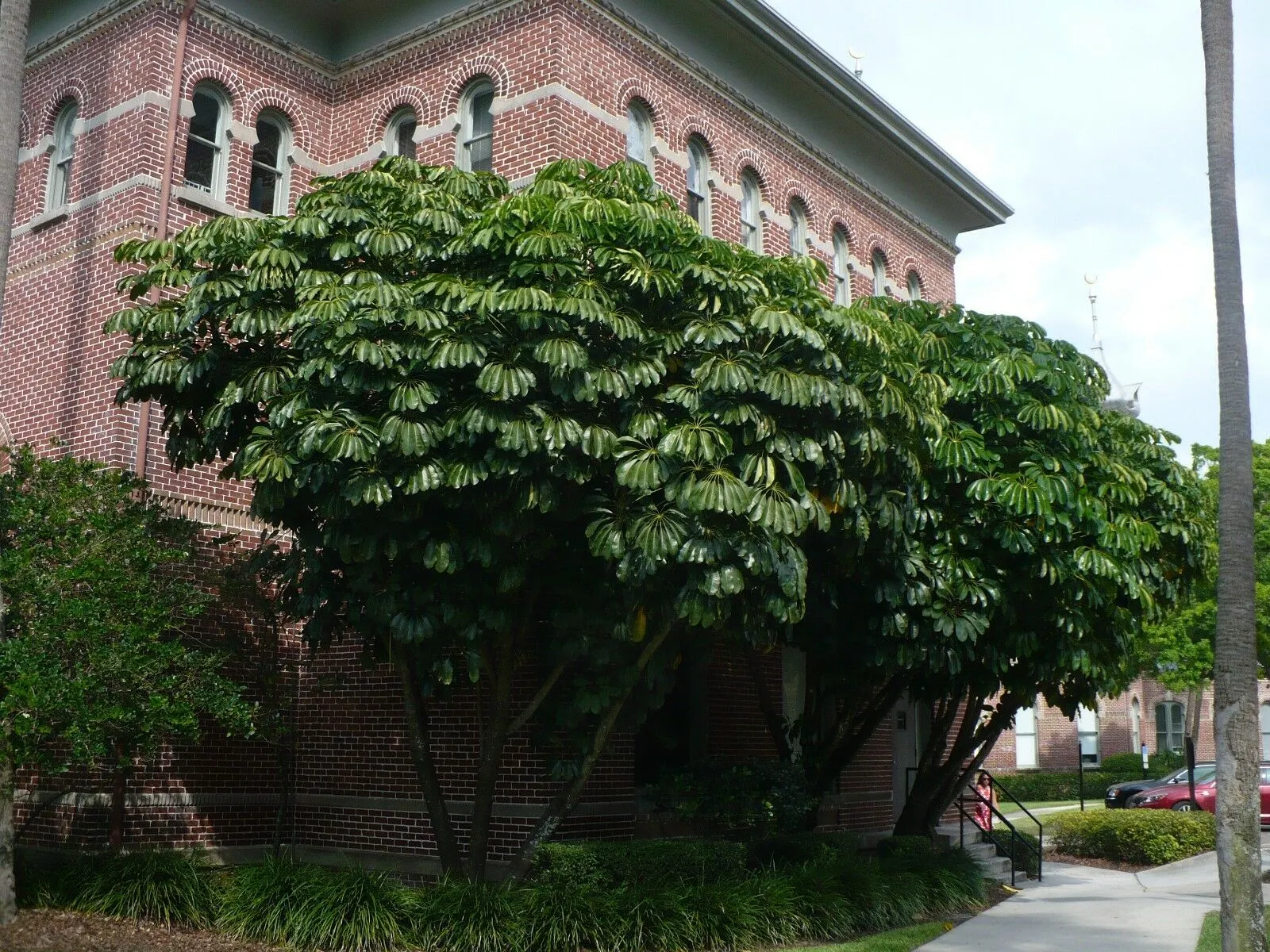 Octopus Tree 10 Umbrella Tree Schefflera actinophylla  USA Company