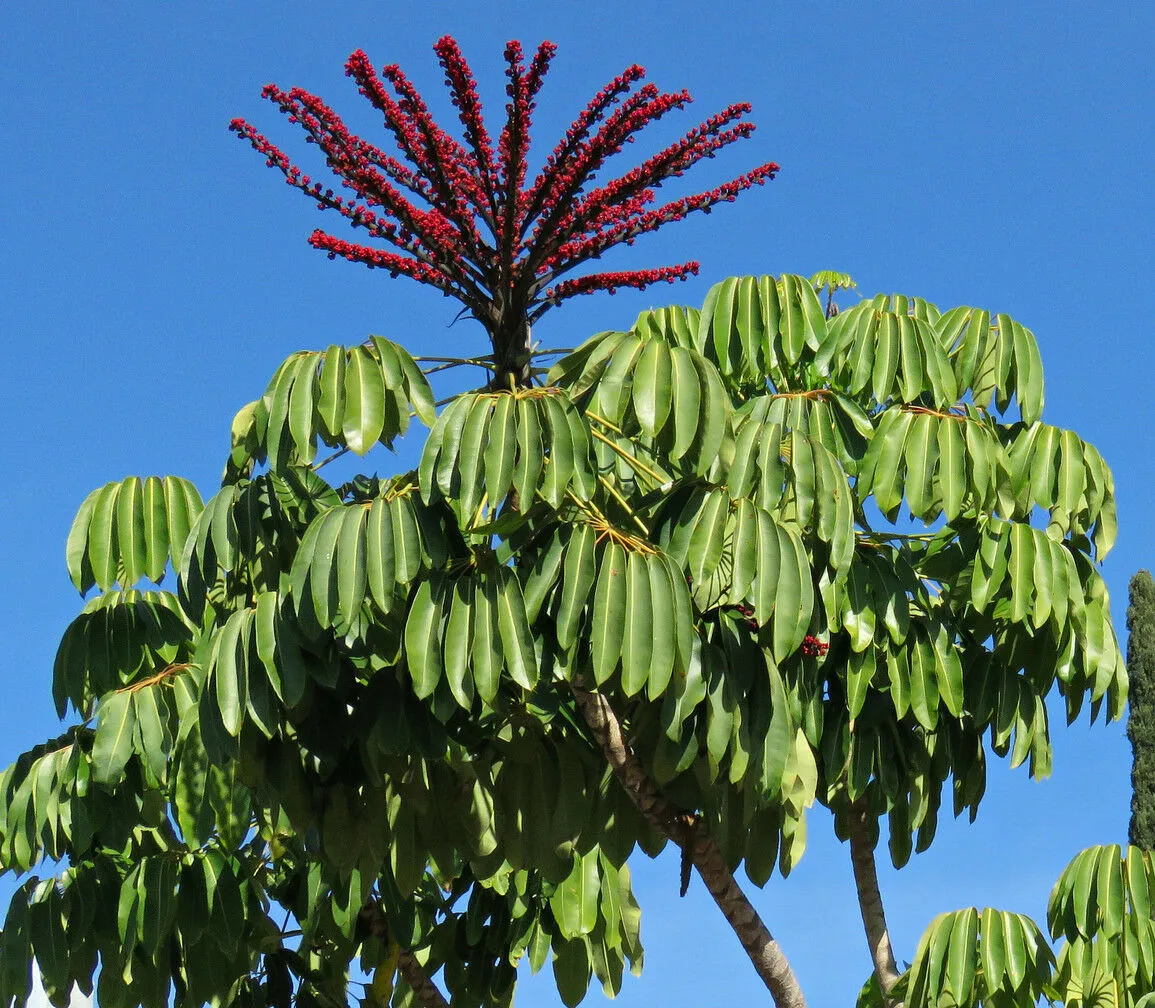 Octopus Tree 10 Umbrella Tree Schefflera actinophylla  USA Company