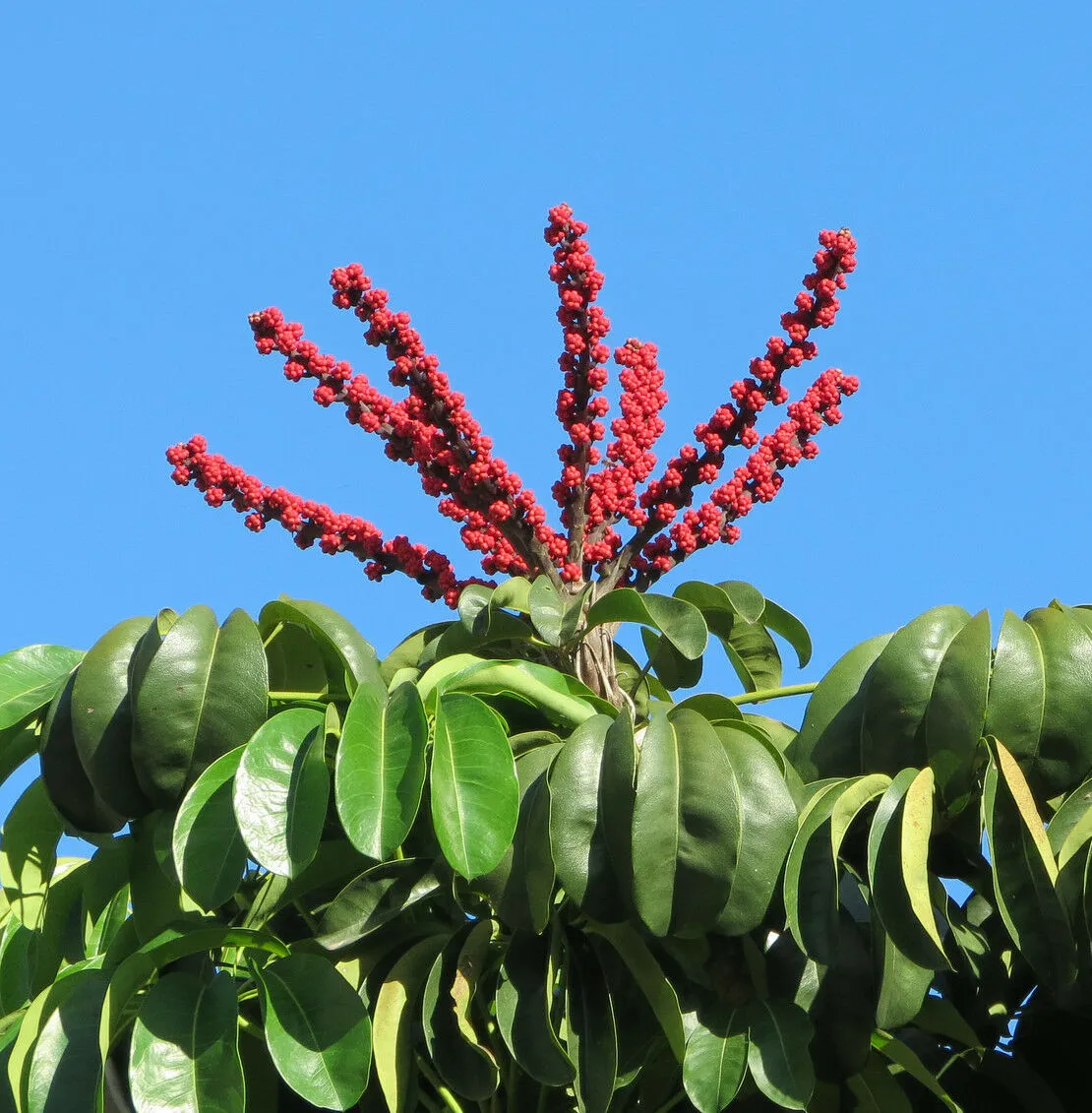 Octopus Tree 10 Umbrella Tree Schefflera actinophylla  USA Company