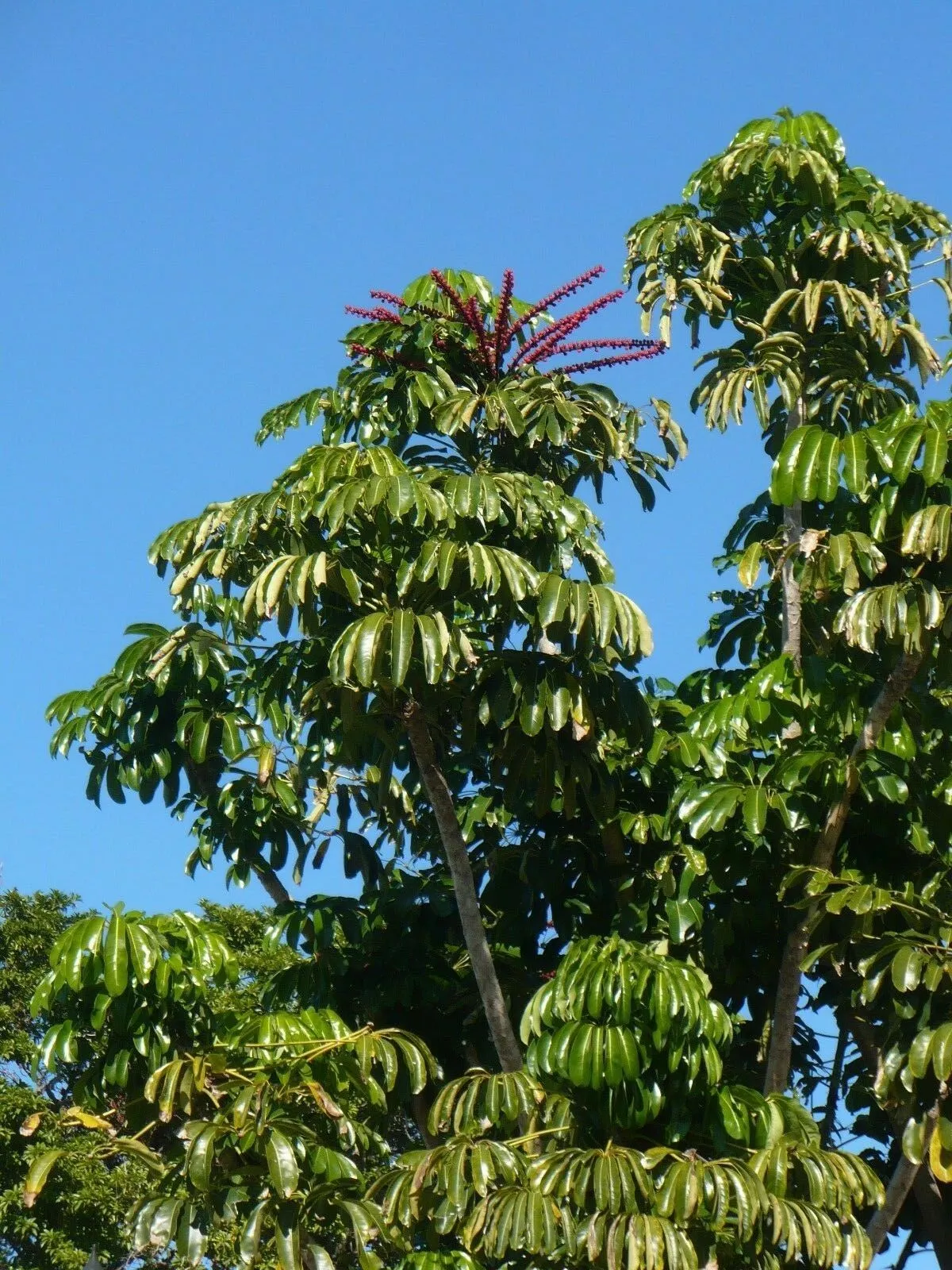 Octopus Tree 10 Umbrella Tree Schefflera actinophylla  USA Company